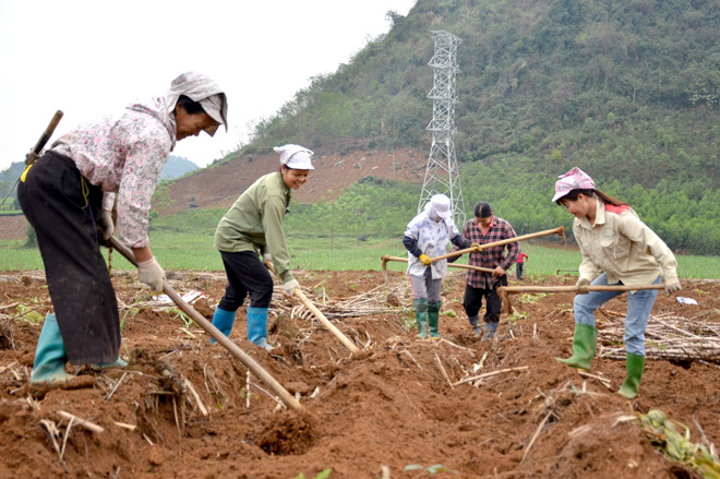 đất trồng mía2_1657510207.jpg